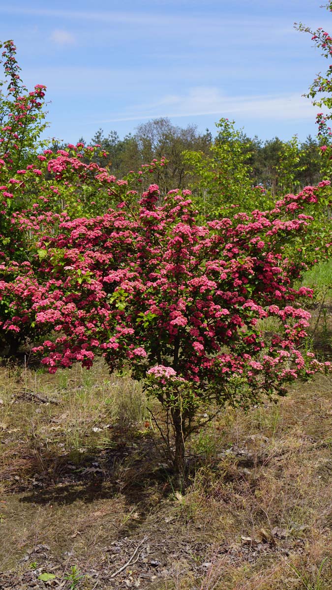 Crataegus media 'Paul's Scarlet' solitair solitair