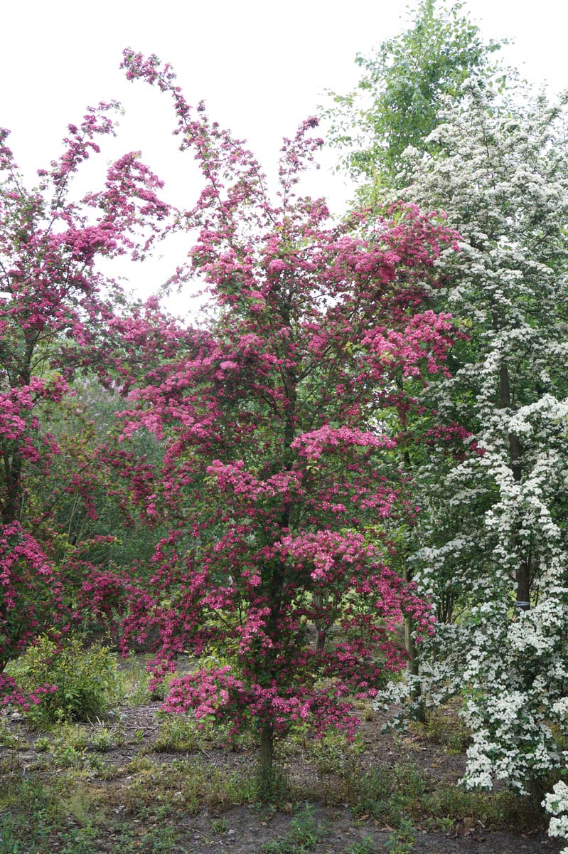Crataegus media 'Paul's Scarlet' solitair solitair