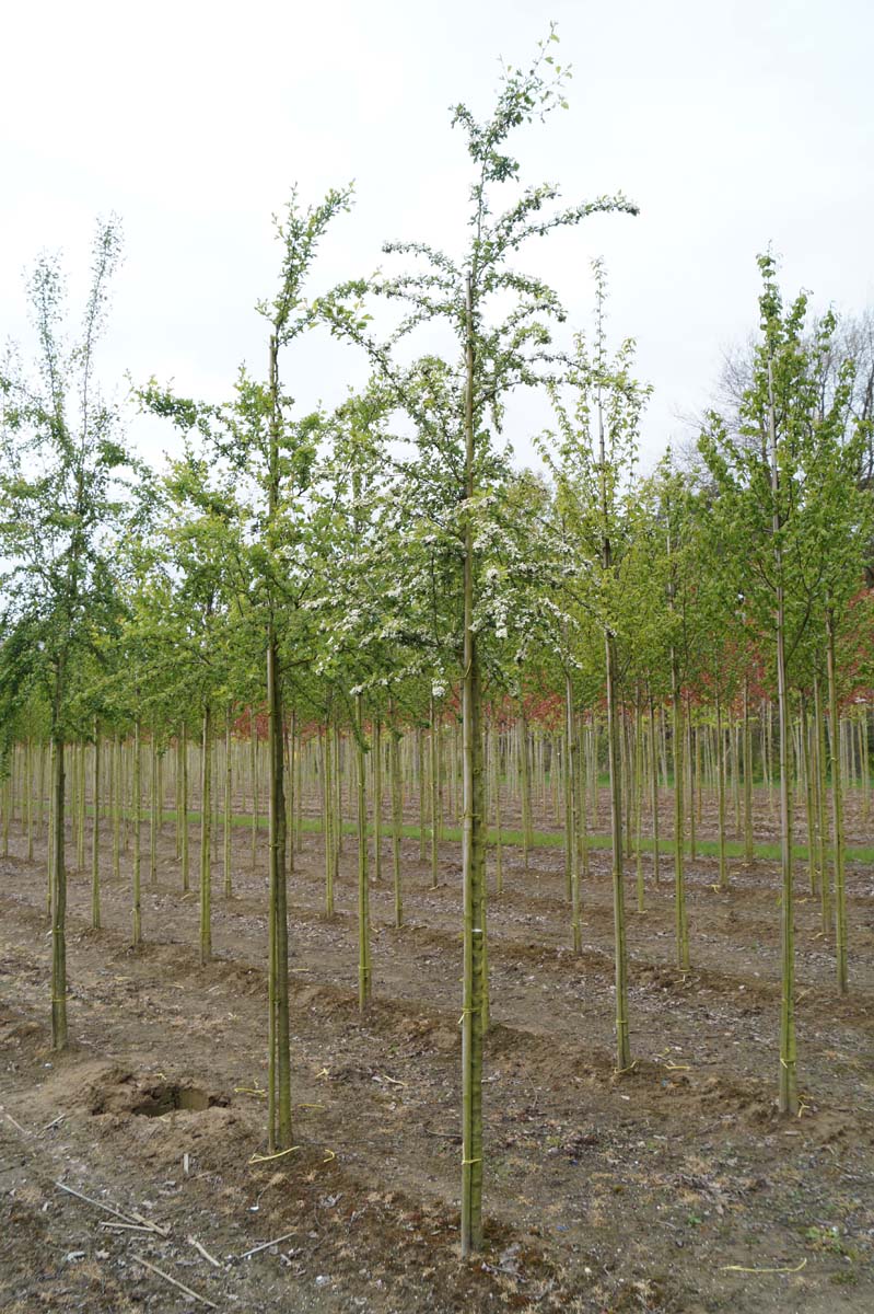 Crataegus monogyna op stam op stam