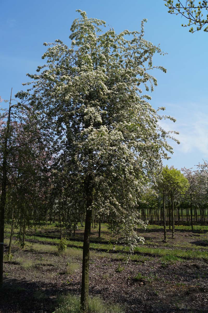 Crataegus monogyna op stam op stam
