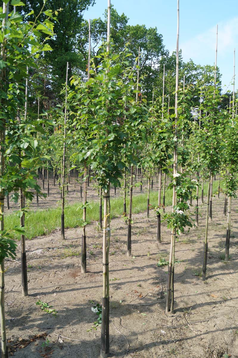 Crataegus mordenensis 'Toba' op stam