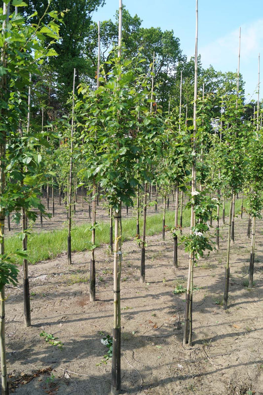 Crataegus mordenensis 'Toba' op stam