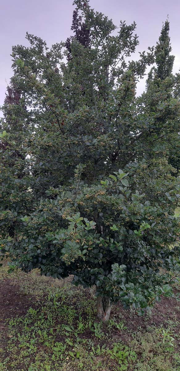 Crataegus persimilis 'Splendens' meerstammig / struik struik
