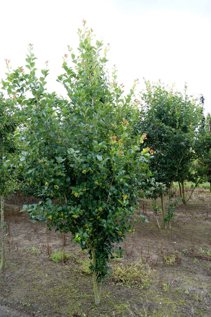 Crataegus persimilis 'Splendens' meerstammig / struik struik