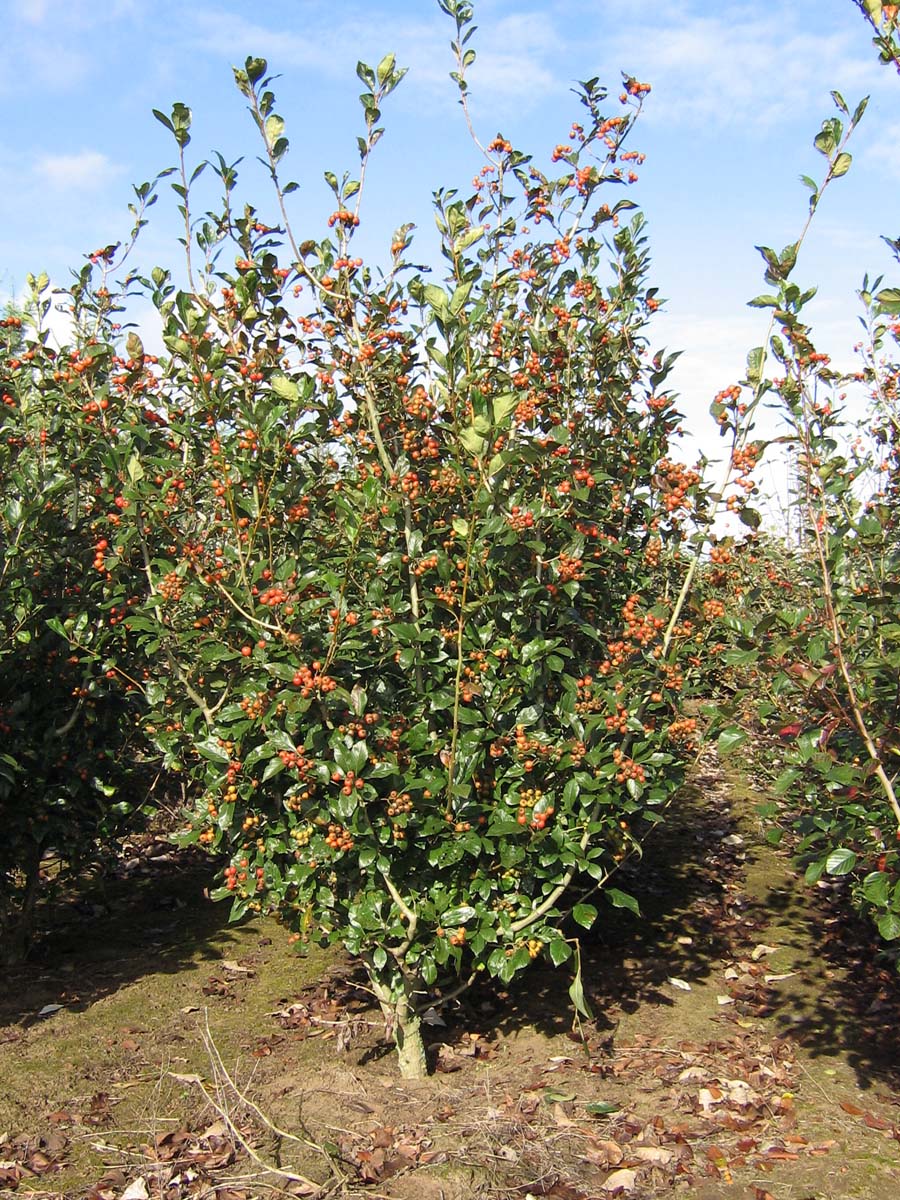 Crataegus persimilis 'Splendens' meerstammig / struik struik