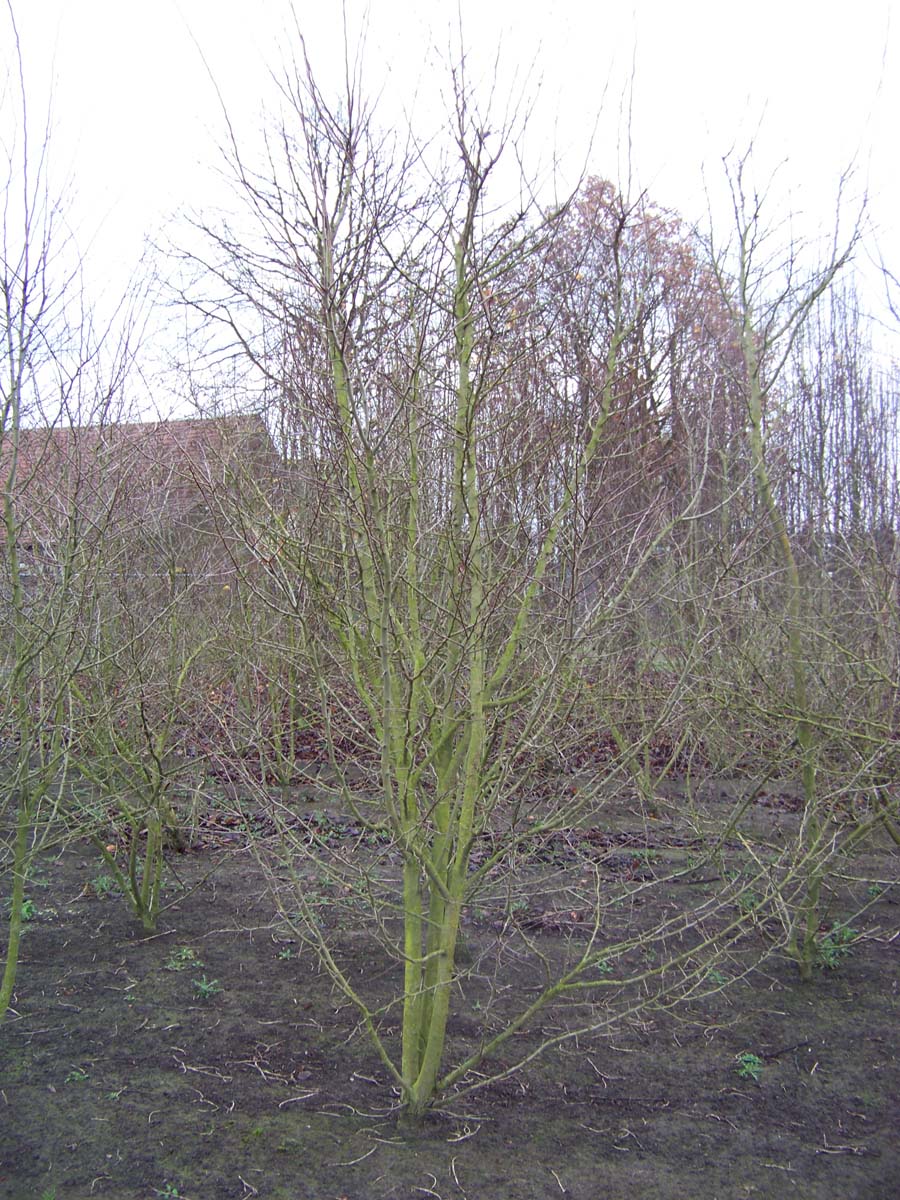 Crataegus persimilis 'Splendens' meerstammig / struik struik