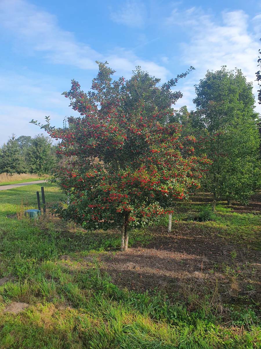 Crataegus persimilis 'Splendens' meerstammig / struik struik