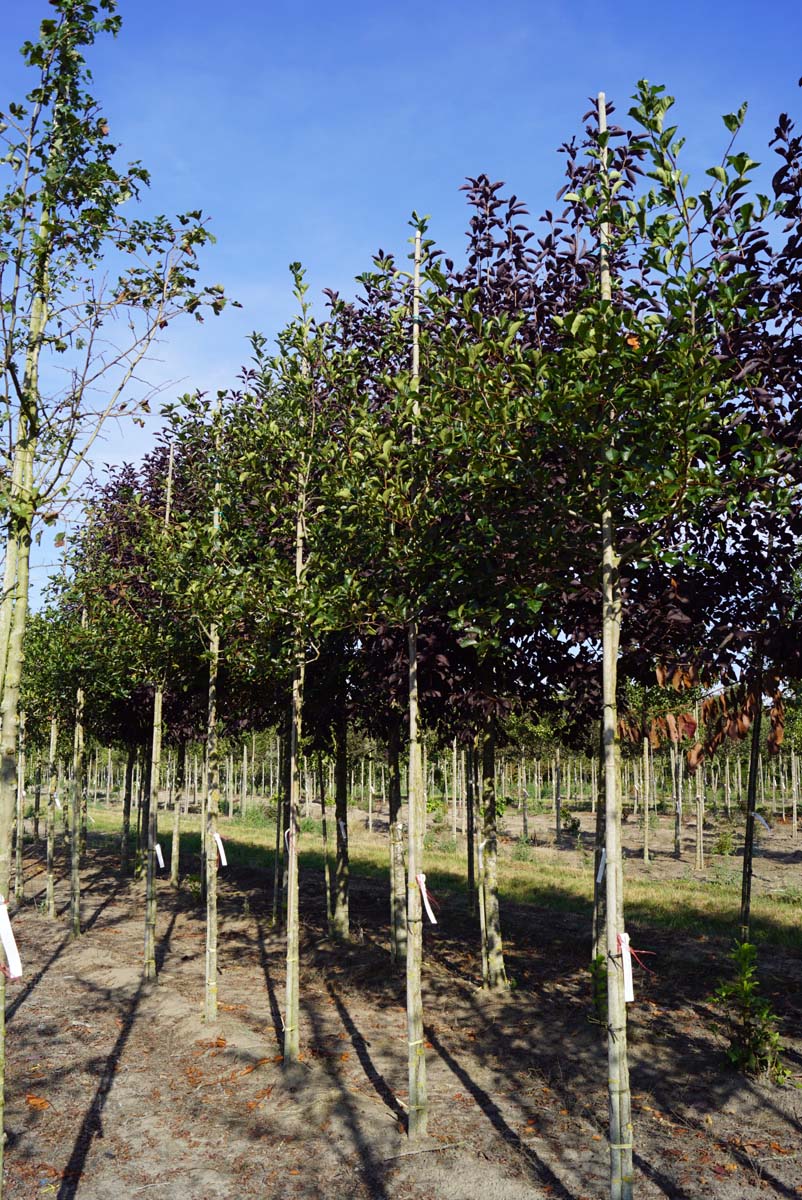 Crataegus succulenta 'Jubilee' op stam op stam