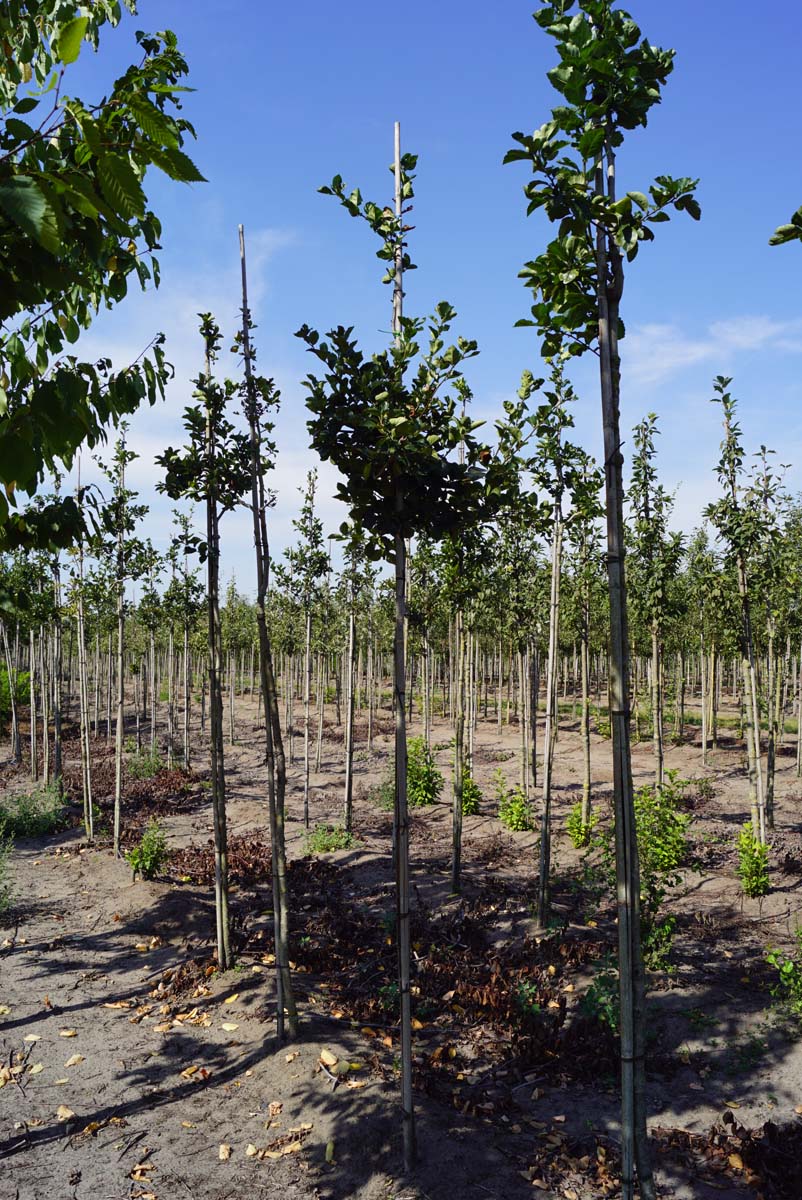 Crataegus succulenta 'Jubilee' op stam op stam