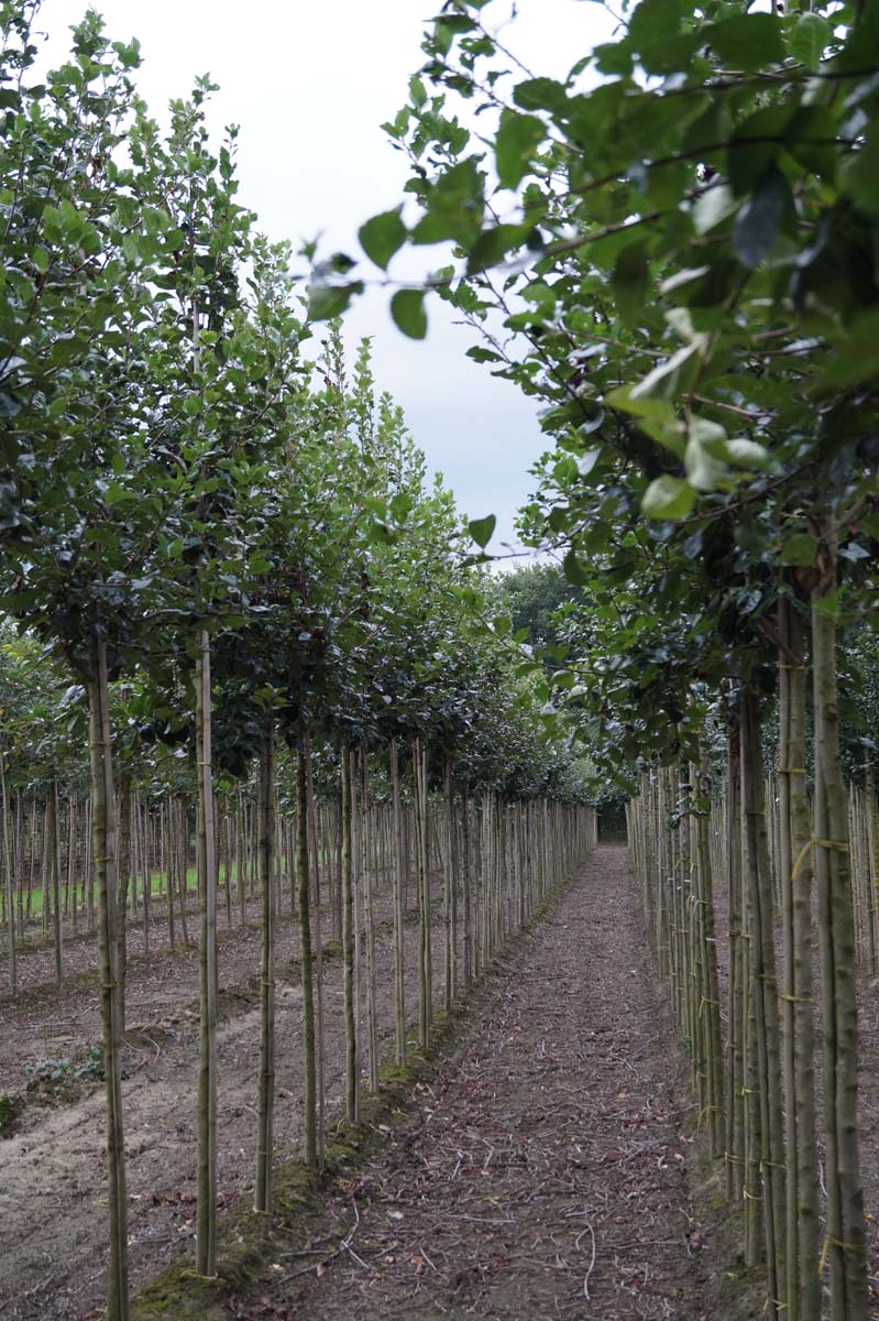 Crataegus succulenta 'Jubilee' op stam op stam