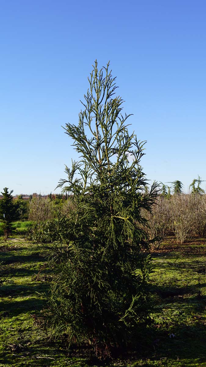 Cryptomeria japonica 'Rasen' solitair