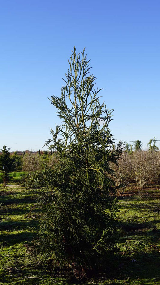 Cryptomeria japonica 'Rasen' solitair