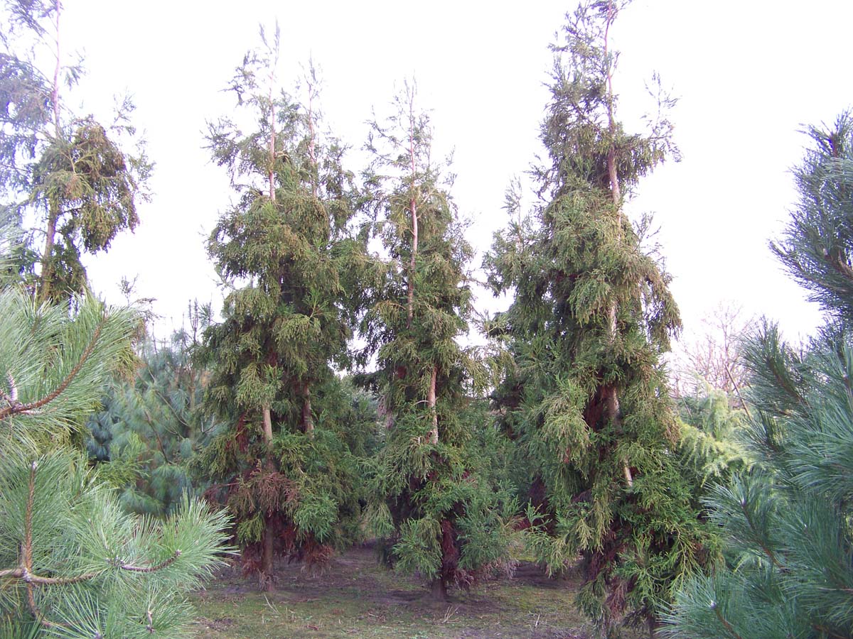 Cryptomeria japonica 'Rasen' solitair