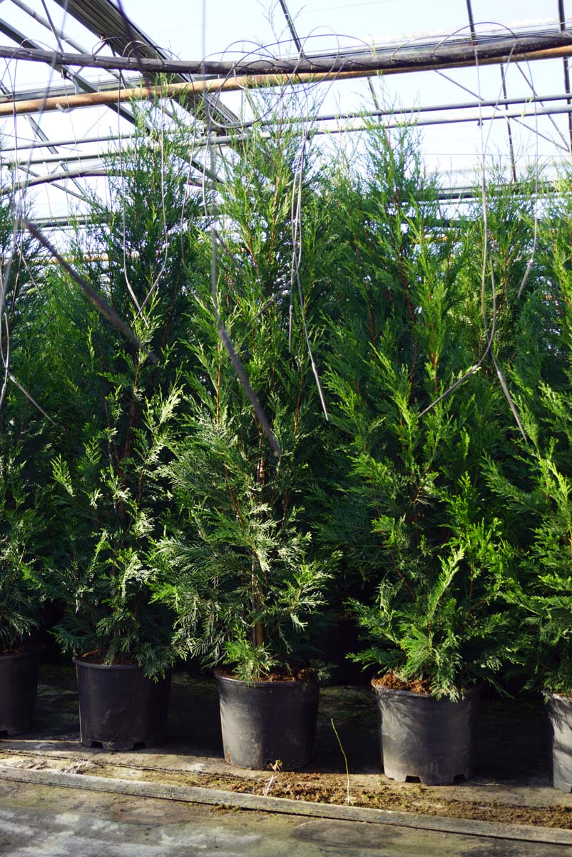 Cupressocyparis leylandii 'Tweeduizendéén' solitair