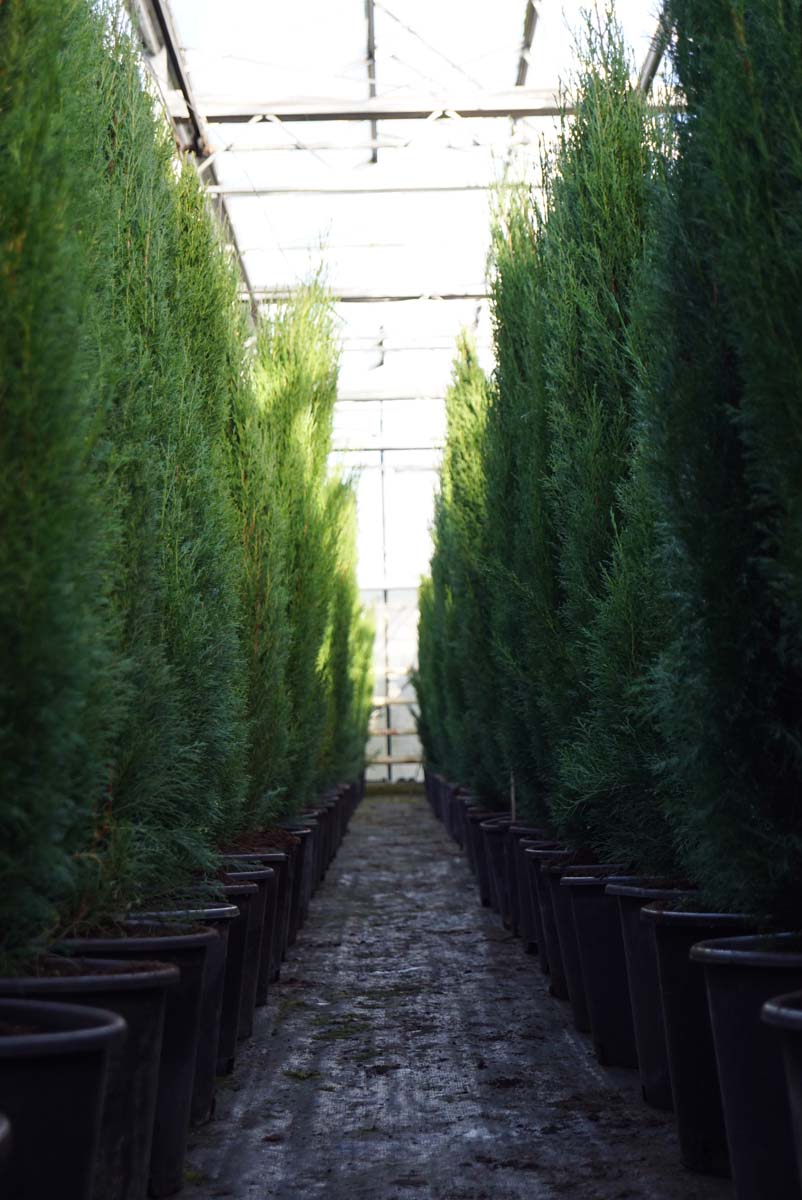 Cupressus sempervirens 'Totem' solitair