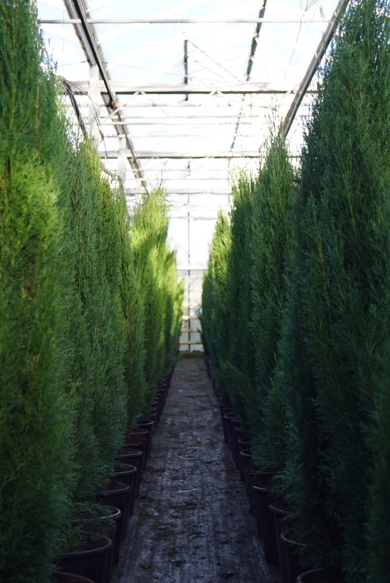 Cupressus sempervirens 'Totem' solitair