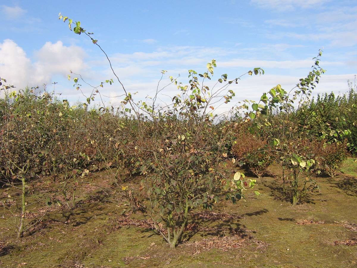Cydonia oblonga meerstammig / struik meerstammig