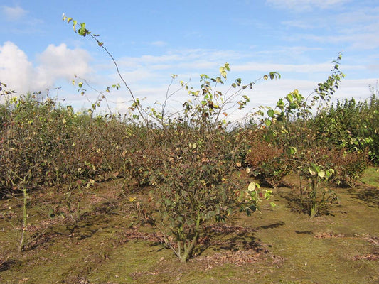 Cydonia oblonga meerstammig / struik meerstammig