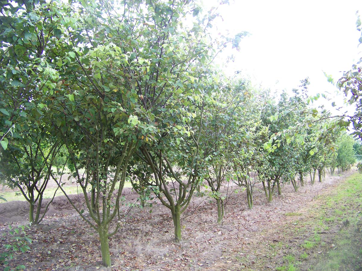 Cydonia oblonga 'Rea's Mammoth' meerstammig / struik struik