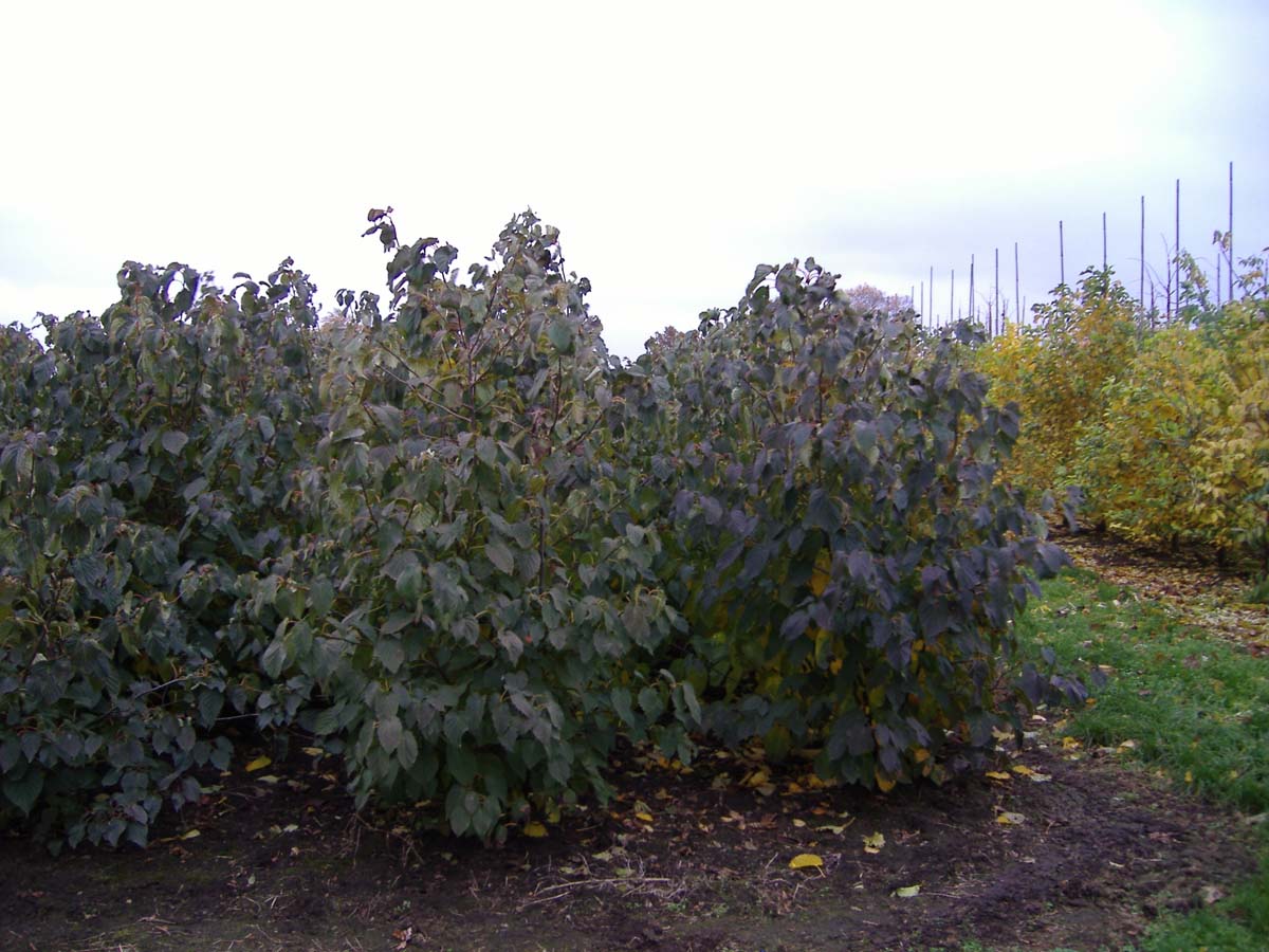 Davidia involucrata meerstammig / struik meerstammig