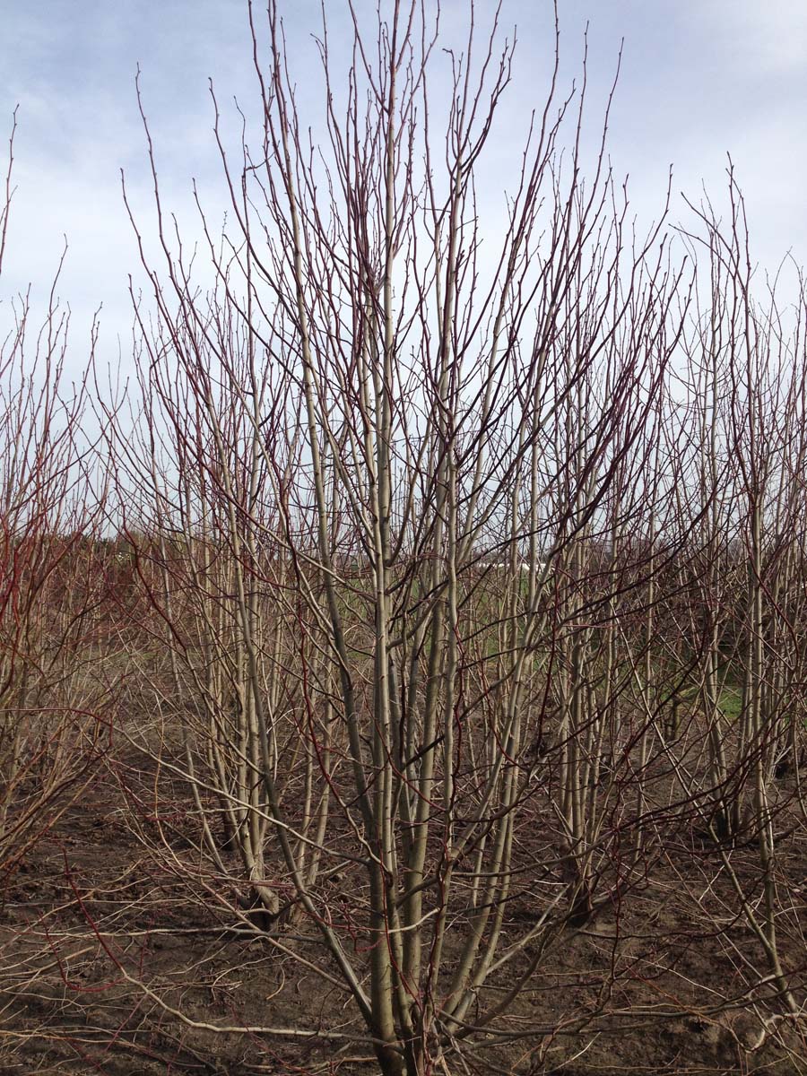 Davidia involucrata meerstammig / struik meerstammig