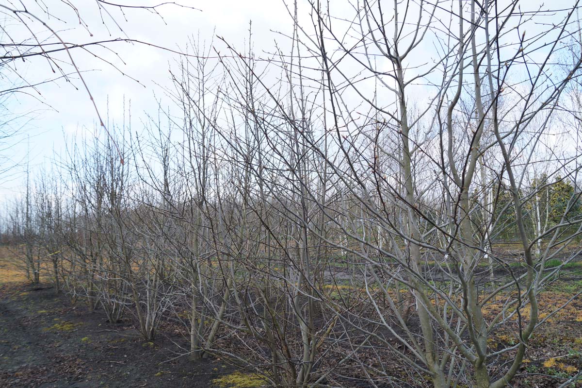 Davidia involucrata meerstammig / struik meerstammig