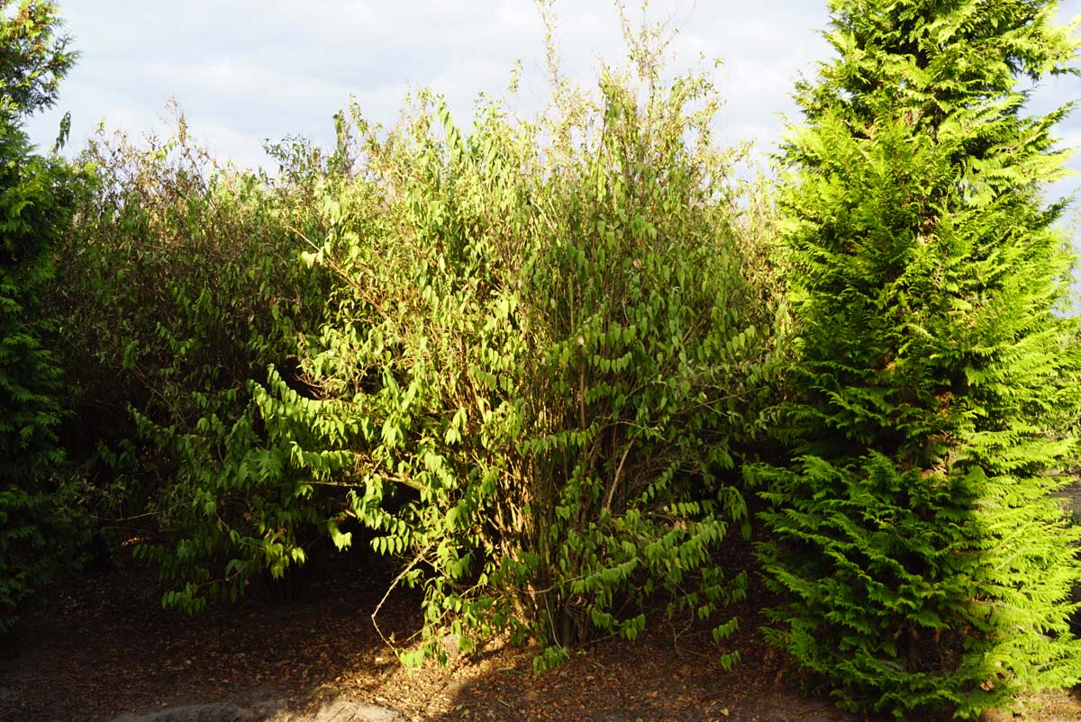Deutzia scabra 'Plena' meerstammig / struik struik