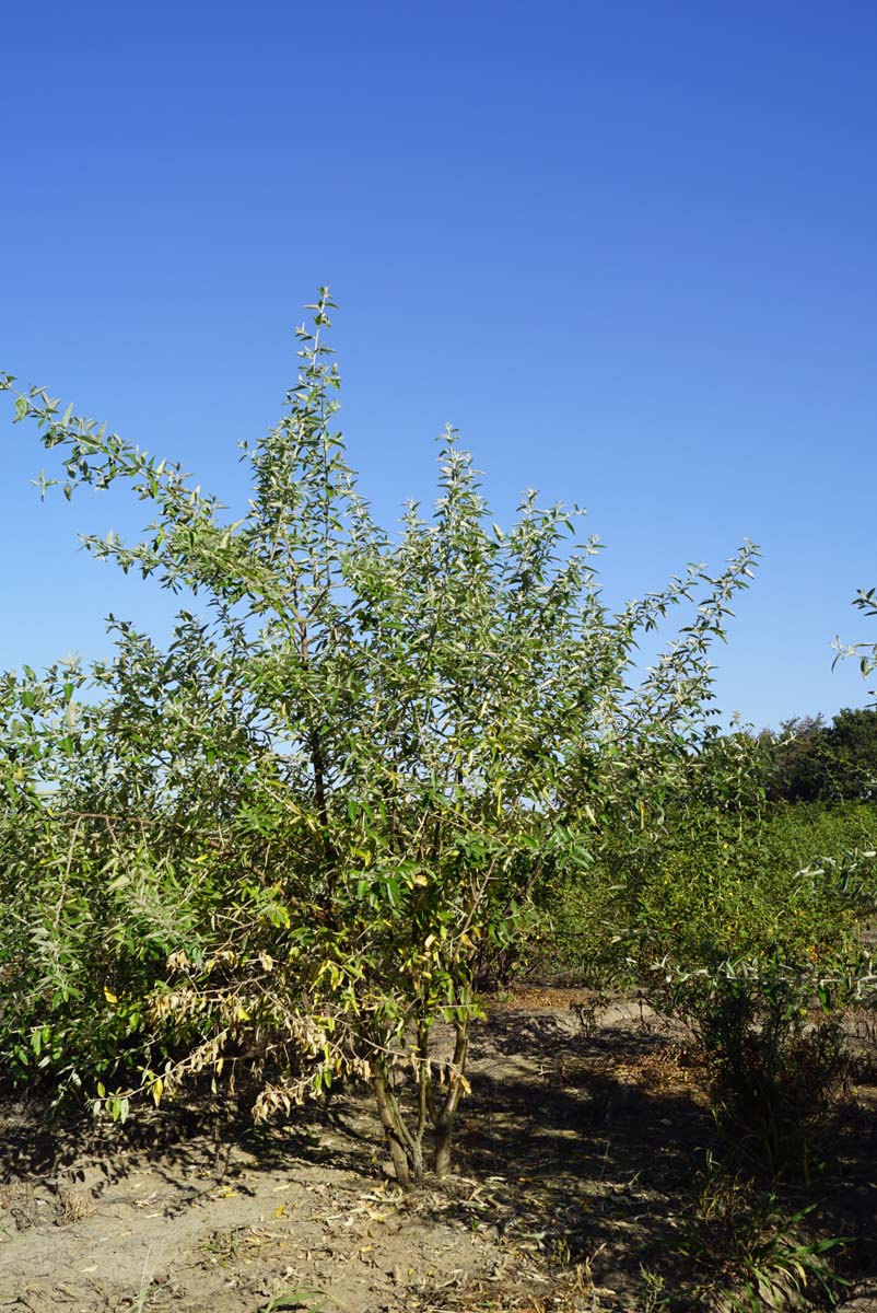 Elaeagnus angustifolia meerstammig / struik meerstammig