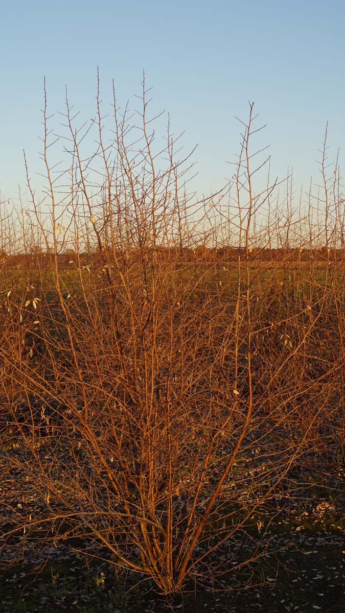 Elaeagnus 'Quicksilver' meerstammig / struik struik