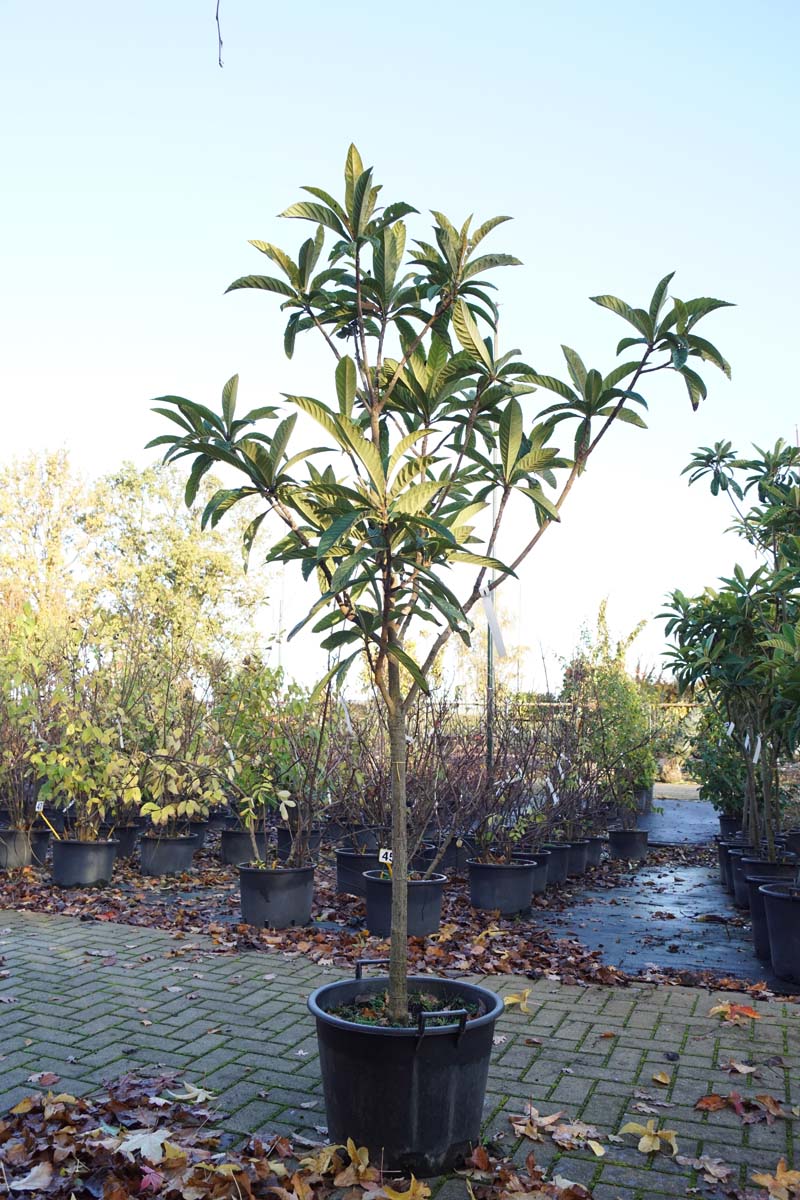 Eriobotrya japonica solitair solitair