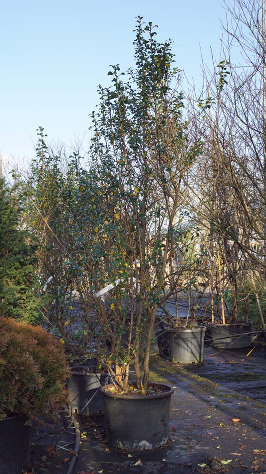 Escallonia 'Iveyi' meerstammig / struik struik