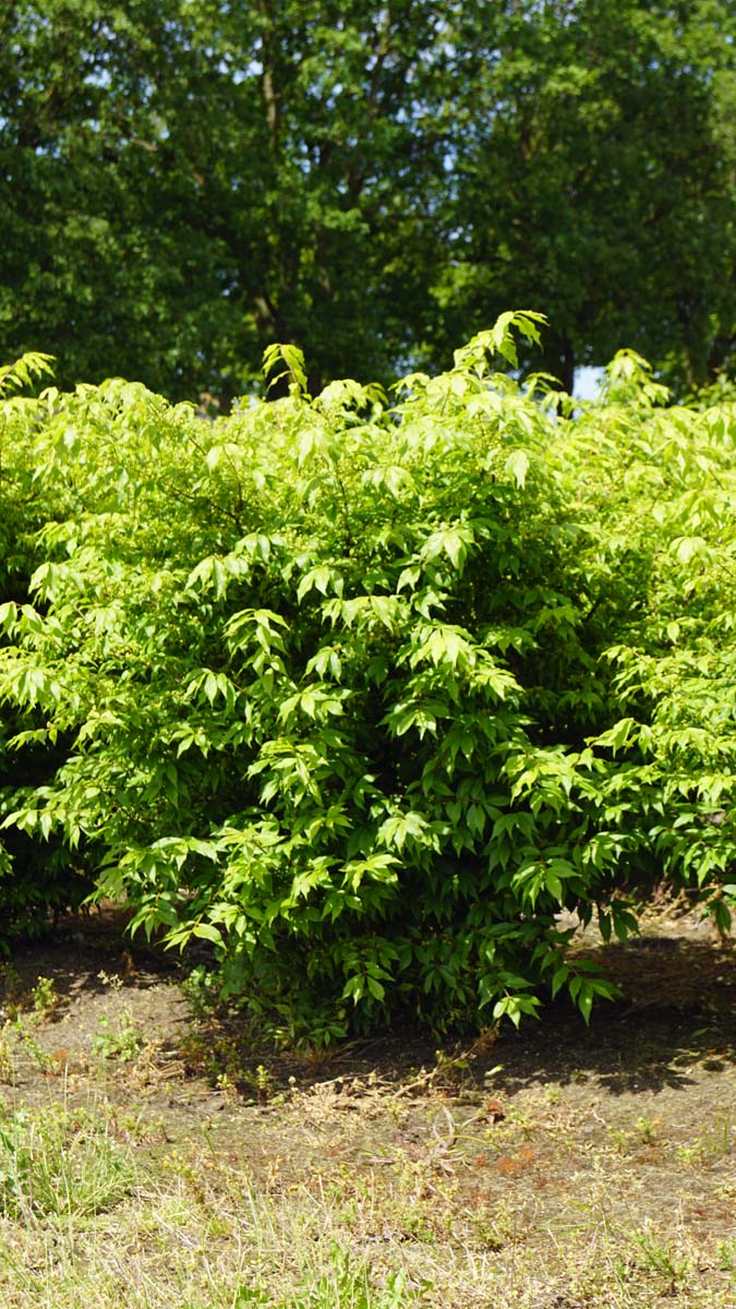 Euonymus alatus 'Blade Runner' meerstammig / struik struik