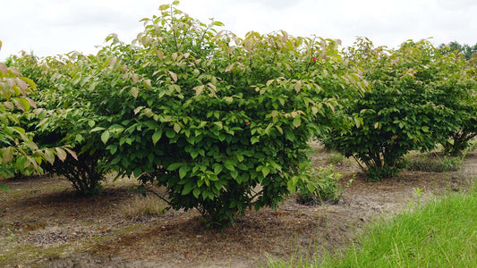 Euonymus alatus 'Compactus' meerstammig / struik struik