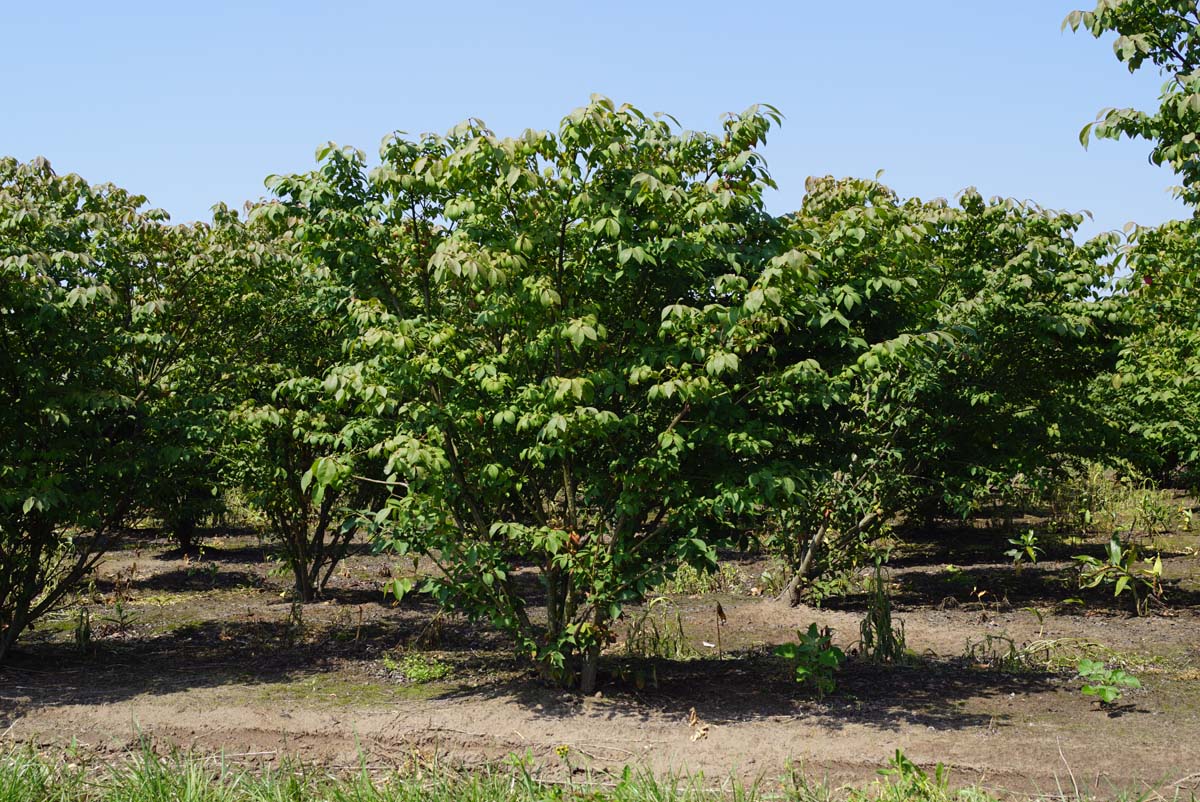 Euonymus alatus 'Compactus' meerstammig / struik struik