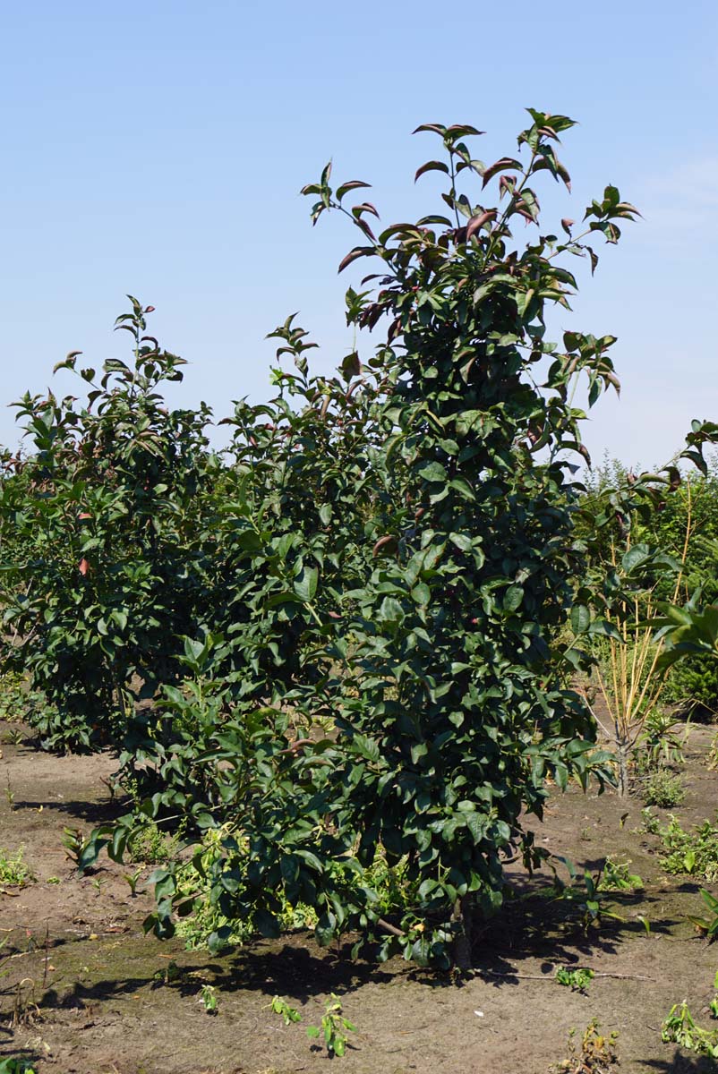 Euonymus europaeus 'Red Cascade' meerstammig / struik struik