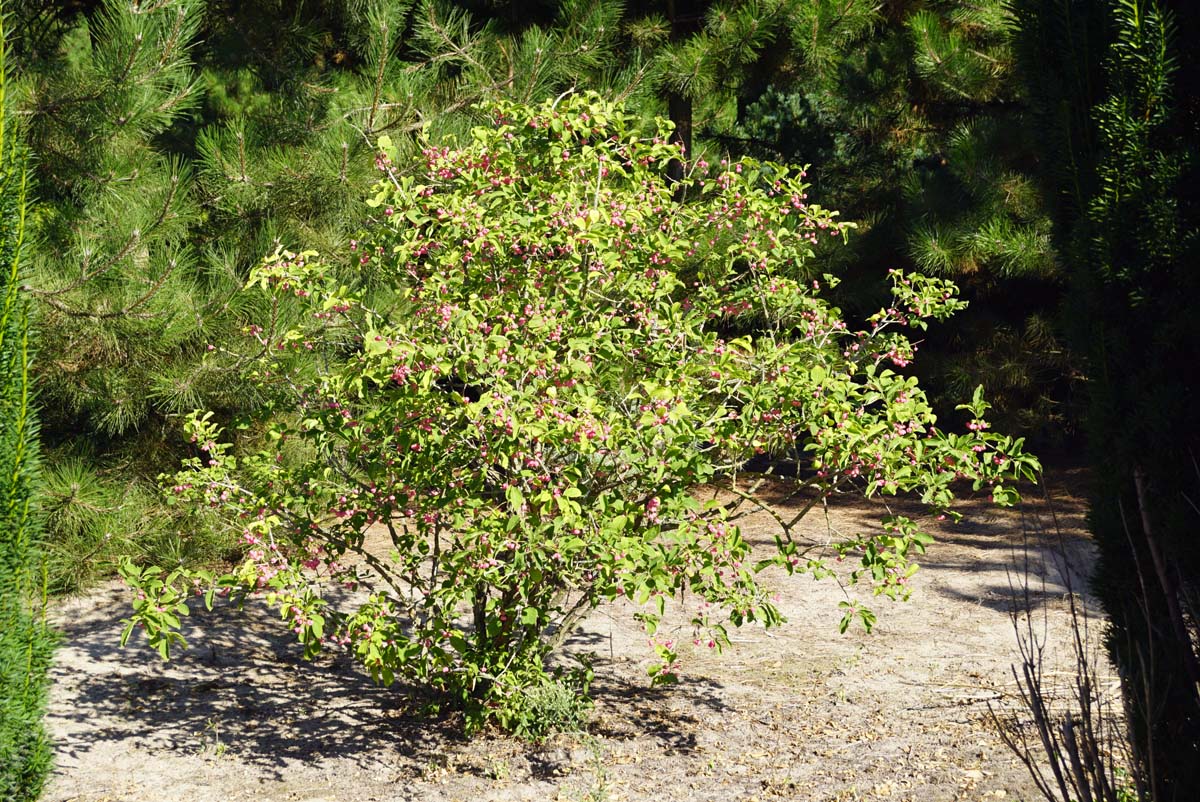 Euonymus phellomanus meerstammig / struik struik