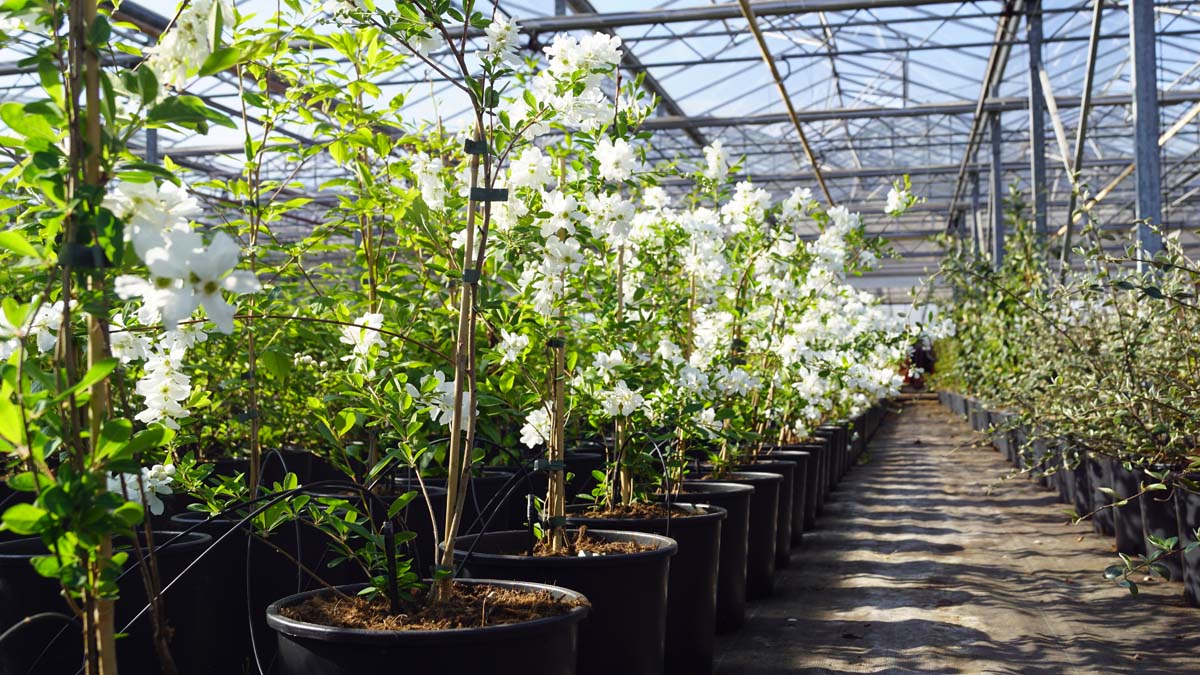Exochorda 'The Bride' meerstammig / struik struik