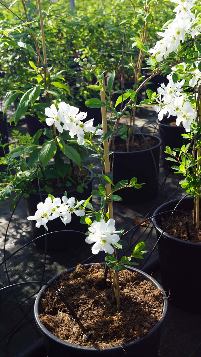 Exochorda 'The Bride' meerstammig / struik struik