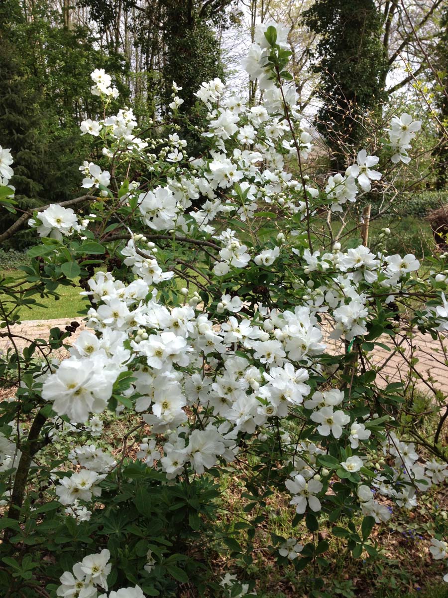 Exochorda 'The Bride' meerstammig / struik struik