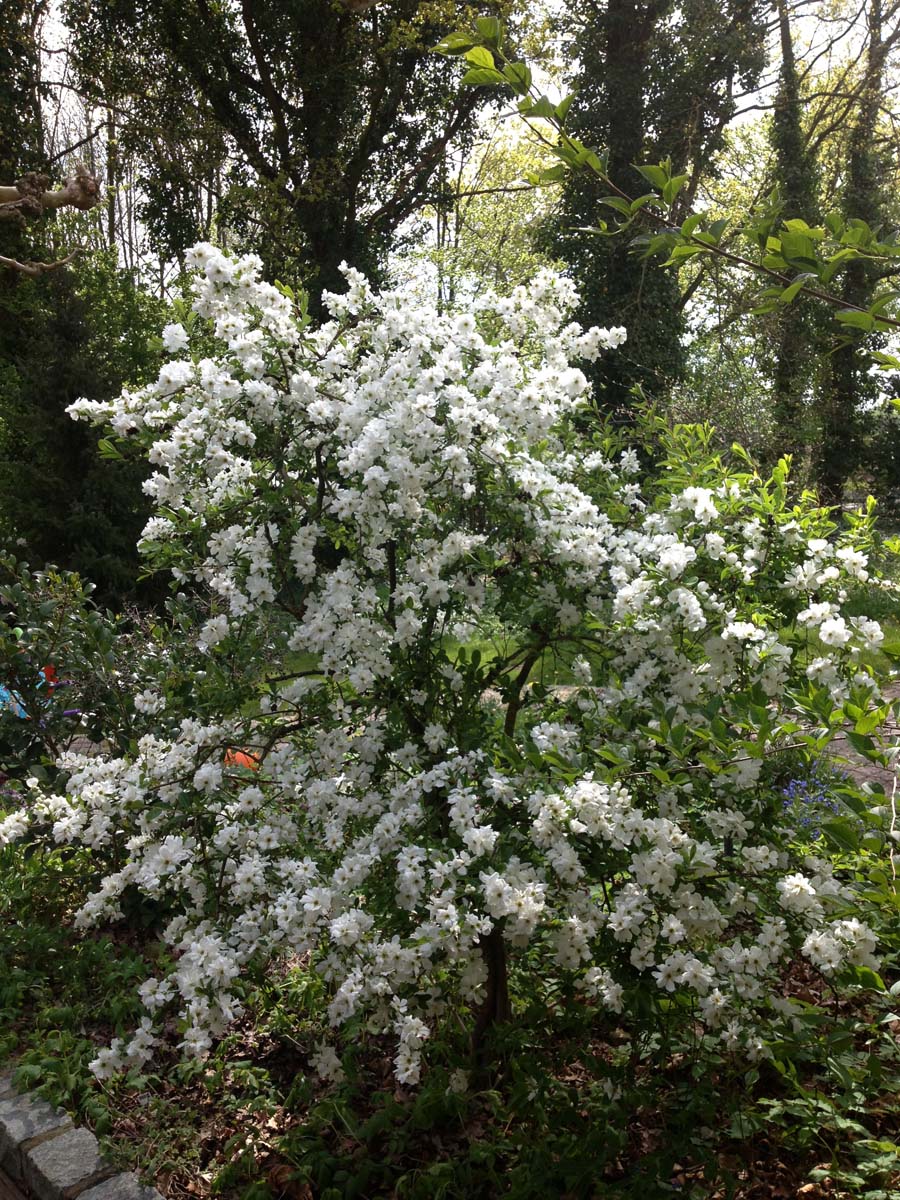 Exochorda 'The Bride' meerstammig / struik struik