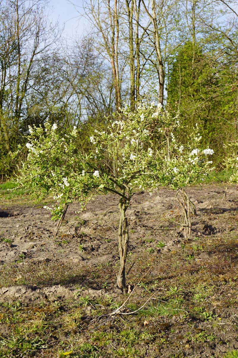 Exochorda 'The Bride' meerstammig / struik struik