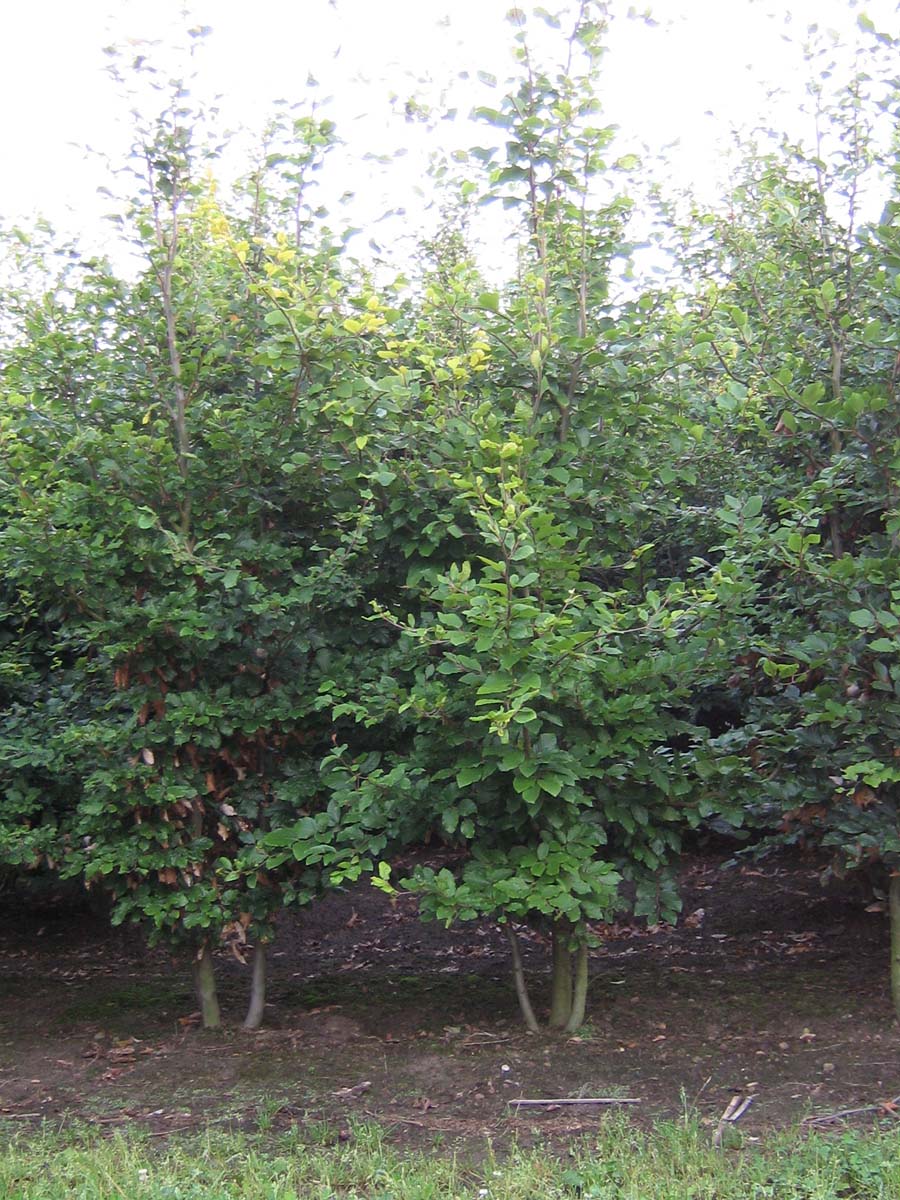 Fagus sylvatica meerstammig / struik meerstammig