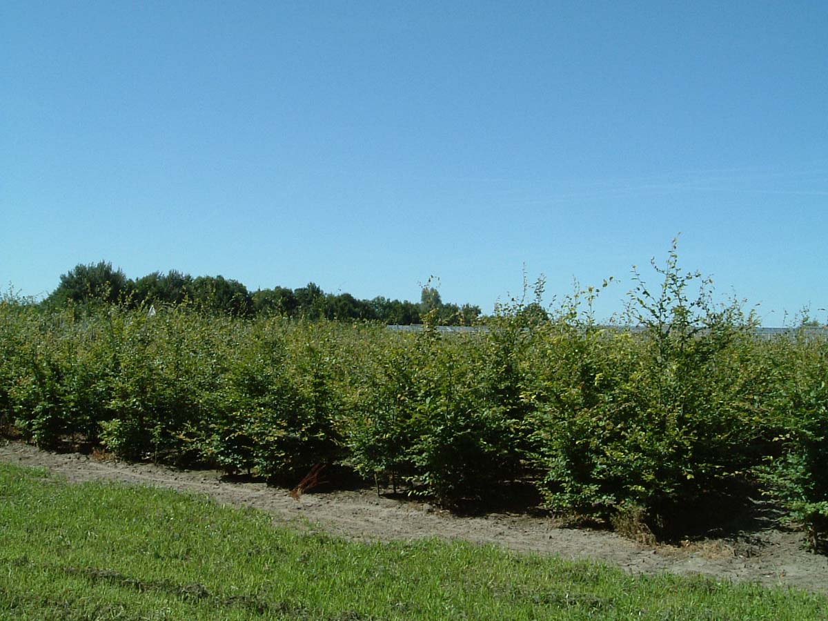 Fagus sylvatica meerstammig / struik meerstammig