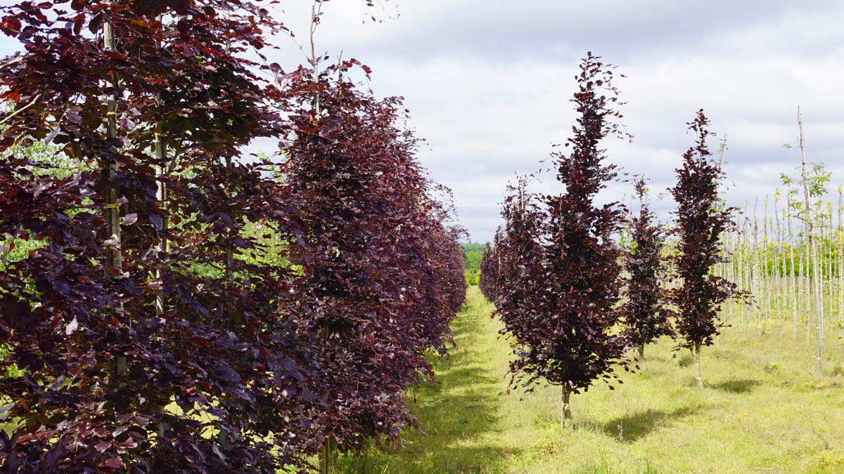 Fagus sylvatica 'Aspleniifolia' solitair solitair