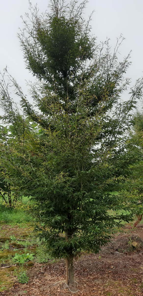 Fagus sylvatica 'Aspleniifolia' solitair solitair