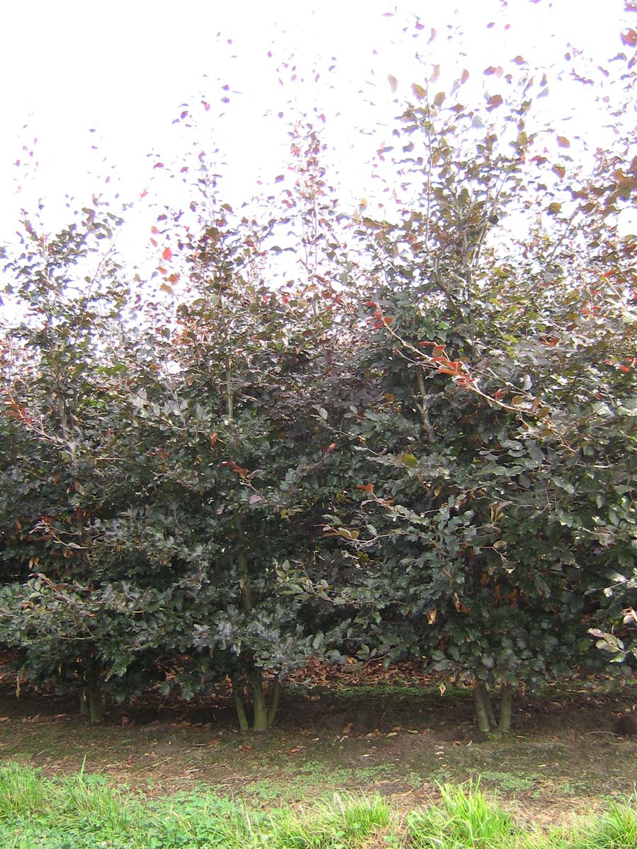 Fagus sylvatica 'Atropunicea' meerstammig / struik meerstam
