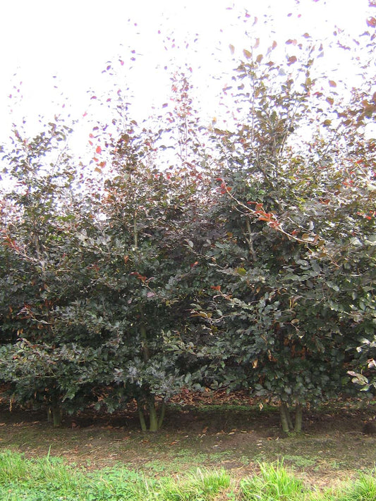 Fagus sylvatica 'Atropunicea' meerstammig / struik meerstam