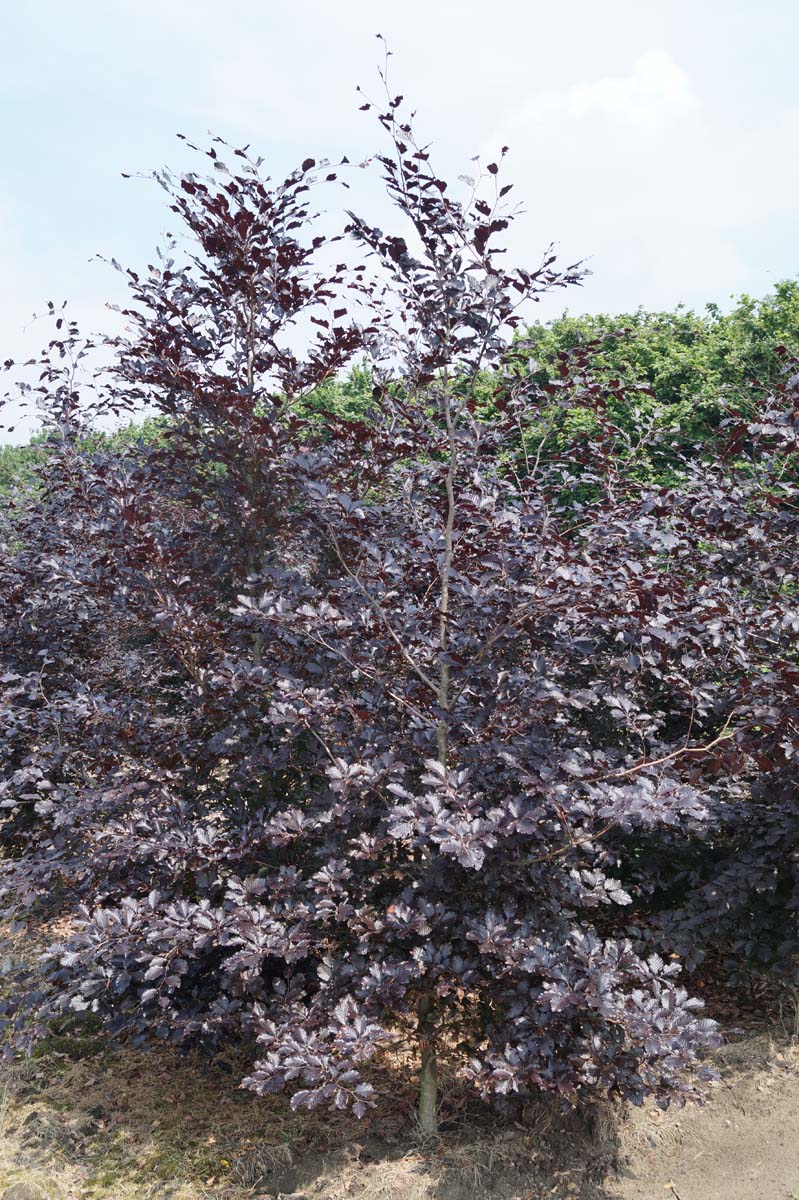 Fagus sylvatica 'Atropunicea' meerstammig / struik meerstam