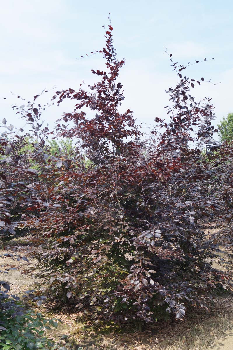 Fagus sylvatica 'Atropunicea' meerstammig / struik meerstam
