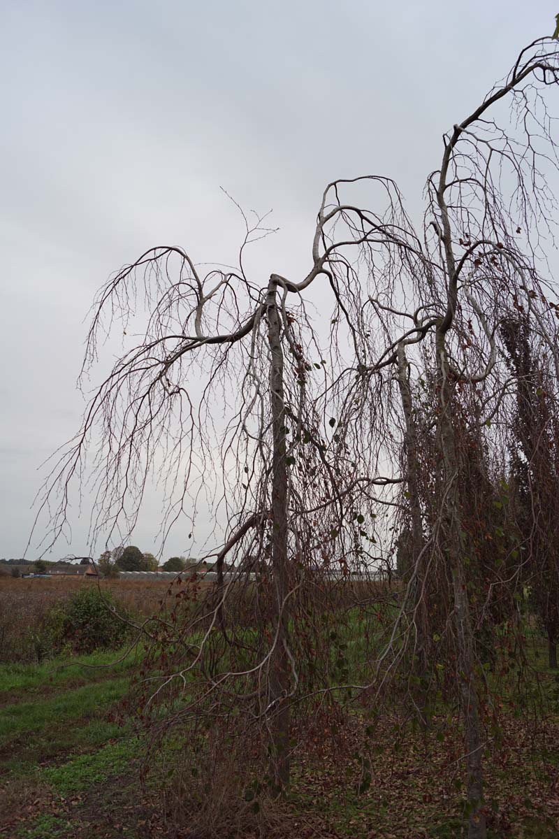 Fagus sylvatica 'Pendula' solitair solitair